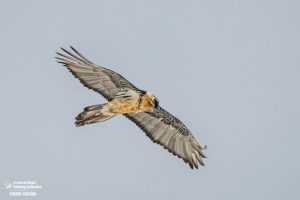 Un Gipeto in volo - Attrezzatura per la Fotografia Naturalistica