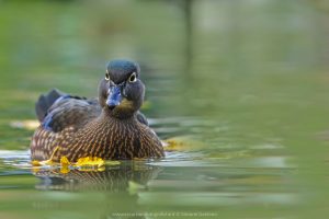 Racconigi Centro anatidi 2