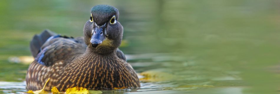 Racconigi Centro anatidi 2