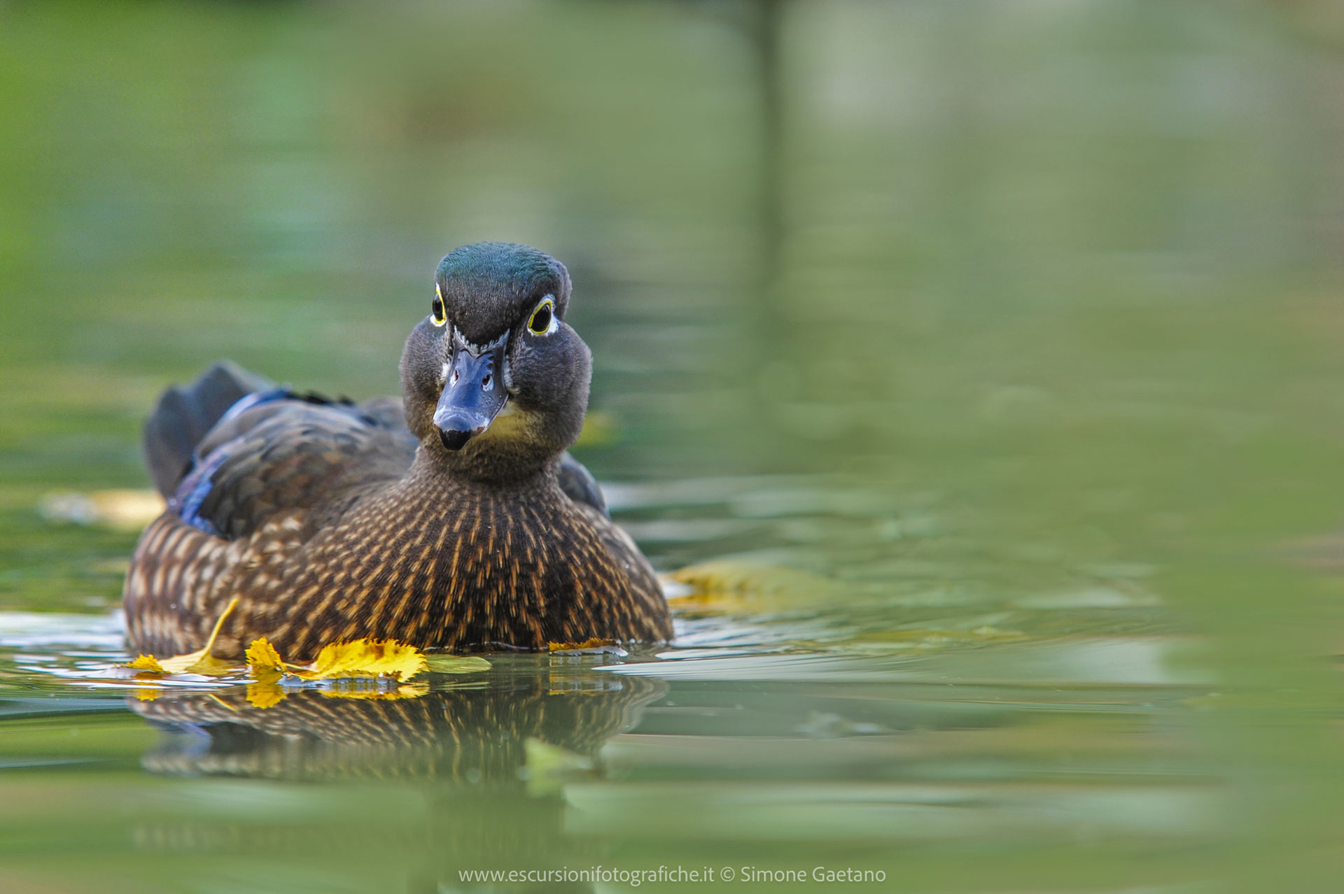 Racconigi Centro anatidi 2