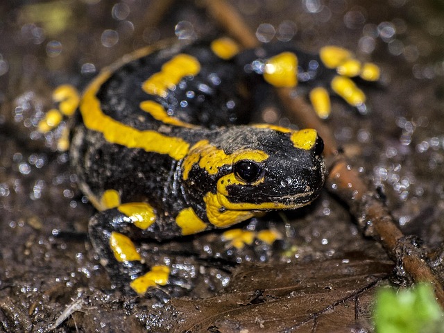 salamandra pezata